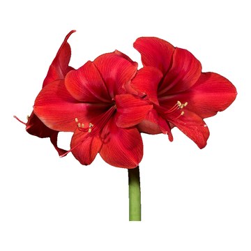 Amaryllis