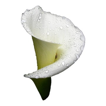 Calla