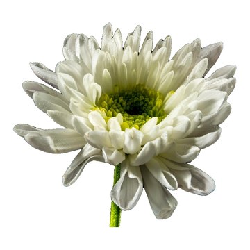 Chrysanthème