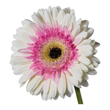 Gerbera