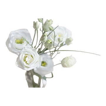 Lisianthus blanc