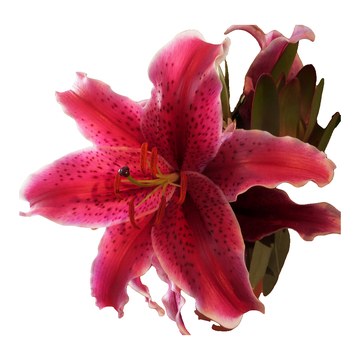 Lys rose
