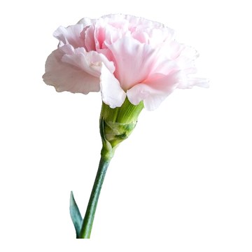 Œillet