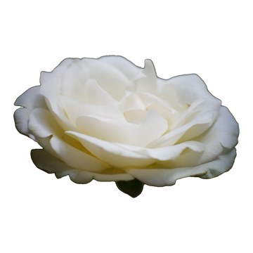 Rose blanche