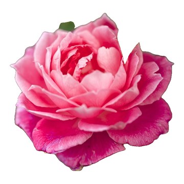 Rose rose